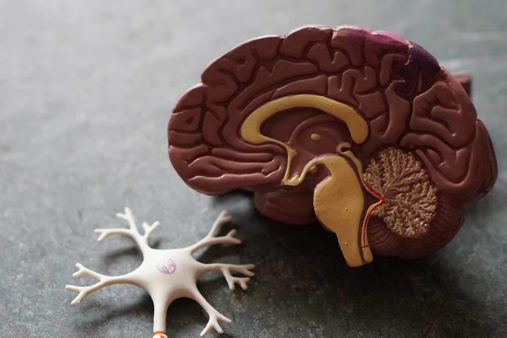 Anatomie des menschlichen Gehirns